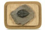 Gorgeous Zlichovaspis Trilobite - Orange Eye Preservation #334842-2